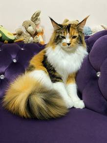 Pure Mainecoon big bone