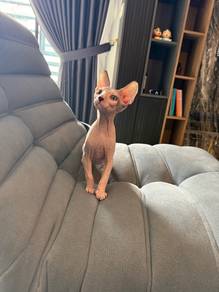 kucing sphynx
