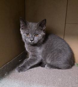British Shorthair Round Face Male Kitten 