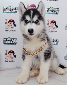 Wooly Husky