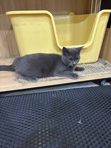 British shorthair