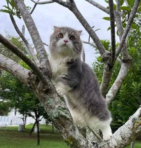 Munchkin for mating