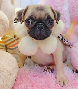 Pug