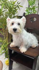 7 mths old Soft coat Westie male imported China