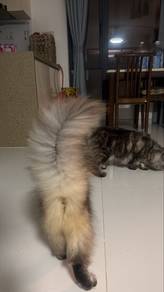 Mainecoon Mix British long hair