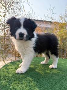 Female BlackWhite BorderCollie Purebreed BestPrice