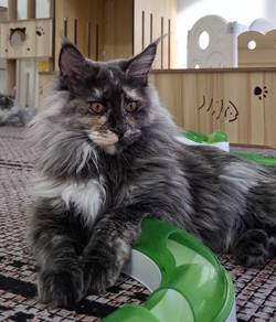 Maine Coon Female Cat