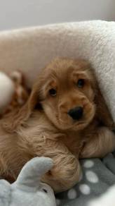 G2947 Wiggly Cocker Spaniel Sweet Face Long Ear Pu
