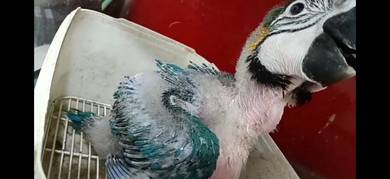 blue and gold macaw