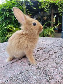 Arnab Lionhead Caramel cute❤️❤️❤️