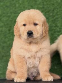 golden retriever s