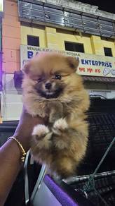 Tiny Pomeranian