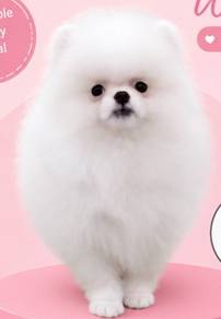 Pomeranian