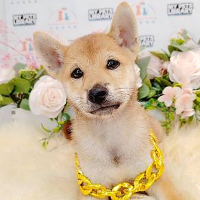 Shiba Inu