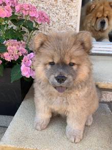 Chow Chow