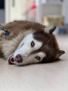 Husky for adoption / sale