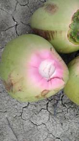 Dbobs agro benih kelapa tampokmerah