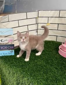 Bicolor BSH kitten