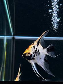 Assorted Angelfish