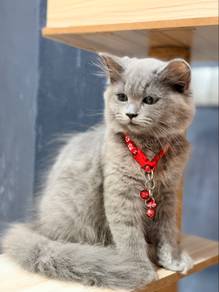 3mo Female Ragdoll × British Shorthair Lilac