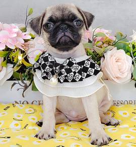 Pug