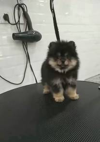 Tiny Pomeranian High Quality puppy