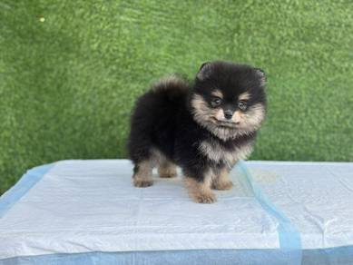 Female Bear Face Pomeranian Puppy