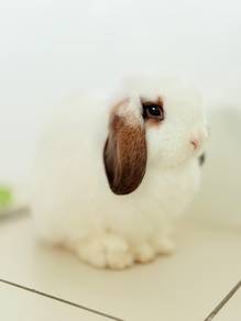Holland Lop Master Pair + 2 Babies | Full Bundle