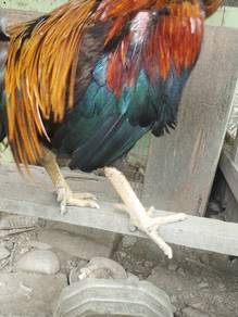ayam hujung