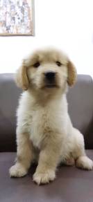 Golden retriever with mka big bone
