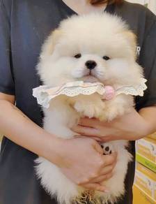 Chow Chow