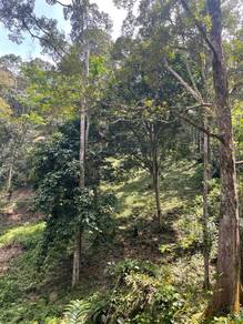 Agricultural Land in Rembau, NSN