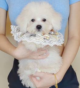 Bichon
