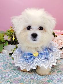 Maltese