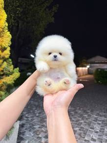 Pomeranian Bear Face White Tiny Male Puppy