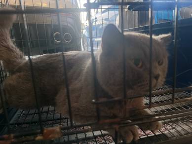 British shorthair (pure) 