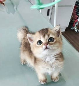 kucing British short hair kitten munchkin kitten