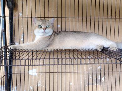 Bsh Golden 