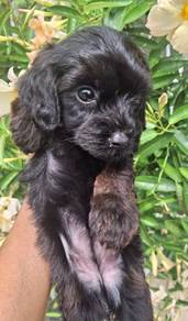 Maltipoo 