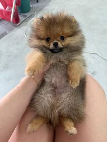 pomeranian