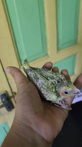 Burung cockateil