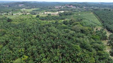 Agricultural Land in Jasin, MLK