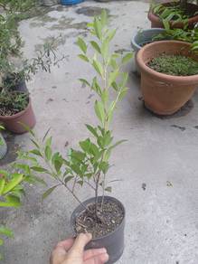ficus tiger bark 