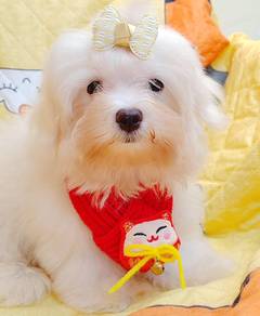 Maltese