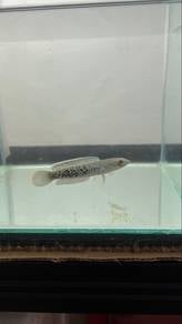 Chana Stewarti