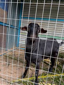 Kambing bapak kandang