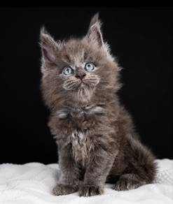 Maine Coon
