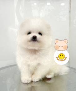 HHHH_90TT712 adorable snow ball Pomeranian puppy