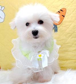 Maltese