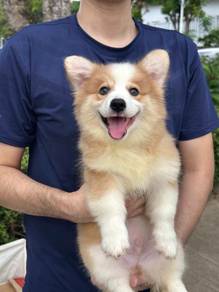 Corgi